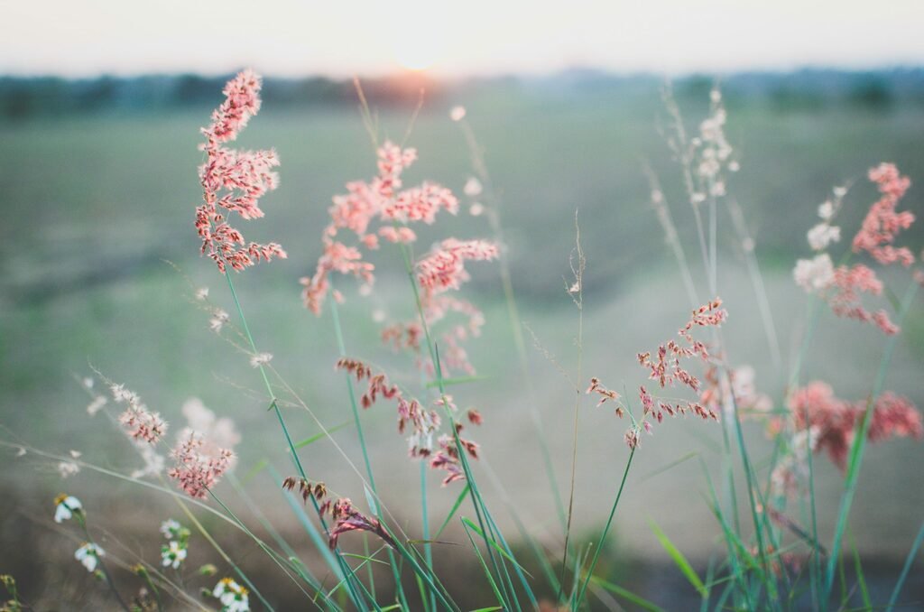 champ de fleurs roses - slow fashion